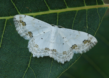 Schmuck-Kleinspanner (Scopula ornata) - © Leo Kuzmits